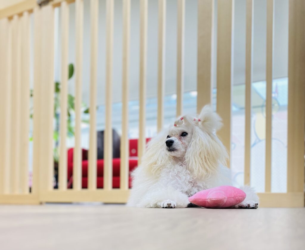 dog care salon ほわほわ 