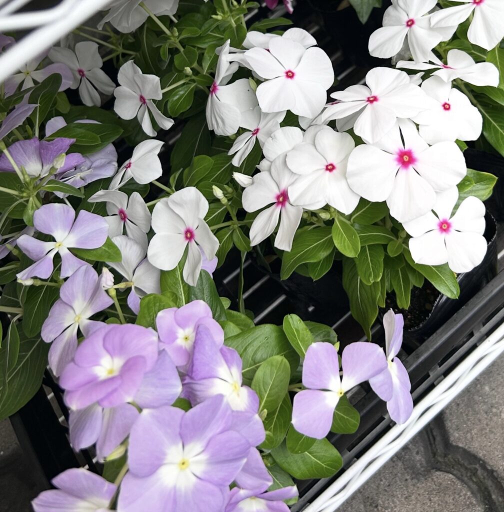 日々草の苗入荷してます