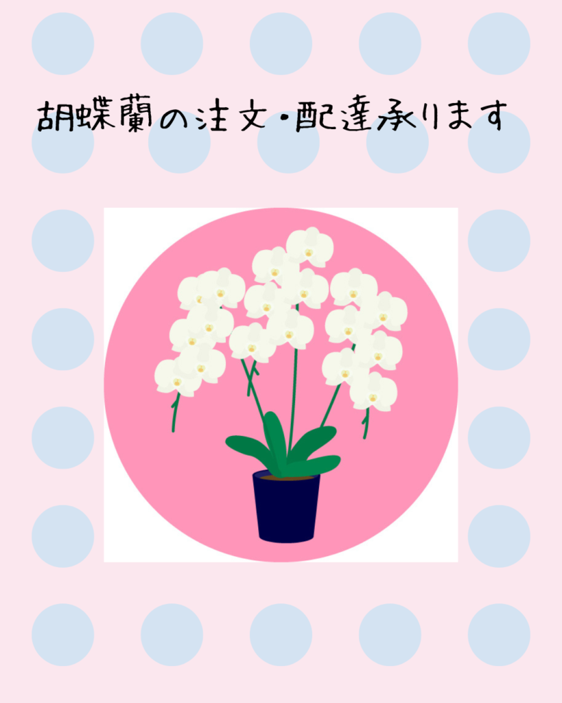 胡蝶蘭の注文・配達承ります