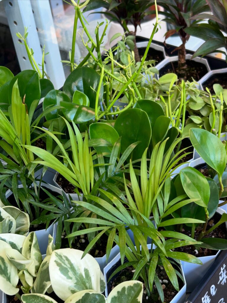 ミニ観葉植物・多肉植物ポット入荷してます